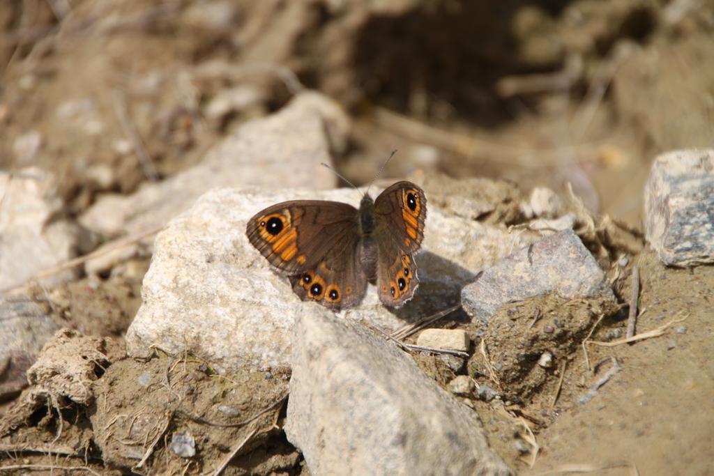 Restor Natura Malga Mondent Pracorno di Rabbi Luaran gambar